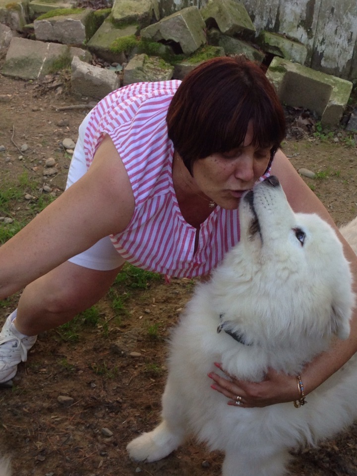 Samoyed Rescue National Samoyed Rescue